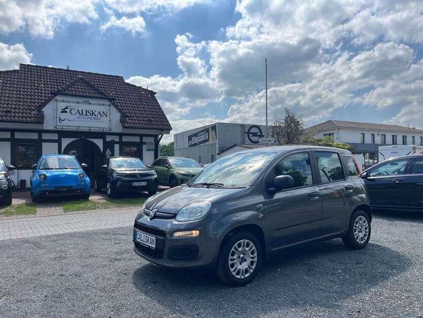 Panda
