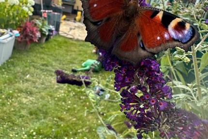 Doppelhaushälfte zu Verkaufen 5 zimmer