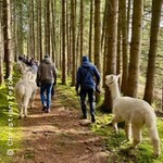 Die grosse Alpaka Wanderung! - Tourdauer ca. 4,5 Stunden