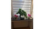 Erdgeschoßwohnung Düsseldorf Derendorf - 2 Zimmer, 45 m&sup2;, 189.000&euro; | Angebot:25943151