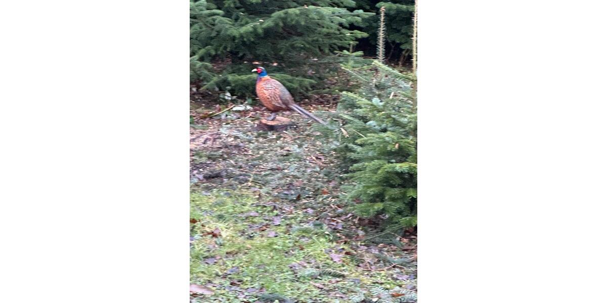 Mehrfamilienhaus, Wohnhaus Essen Stadtbezirk VII - 20 Zimmer, 570 m&sup2;, 1.600.000&euro; | Angebot:25612813