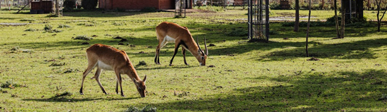 Ketteler Hof Tiere Bobbolandia Niederrhein