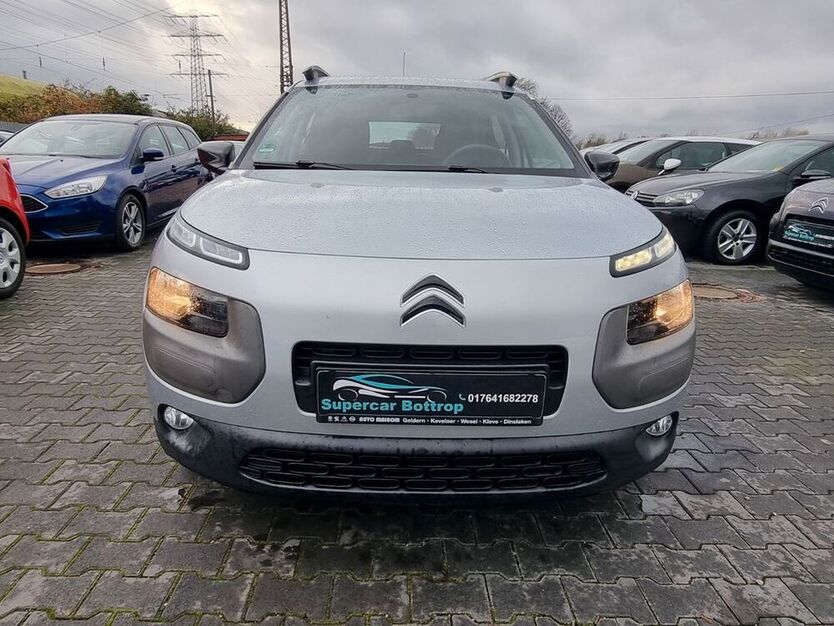 C4 Cactus