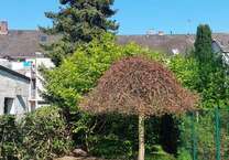 Haus zum Mieten in Mönchengladbach 1.550 € 129 m²
