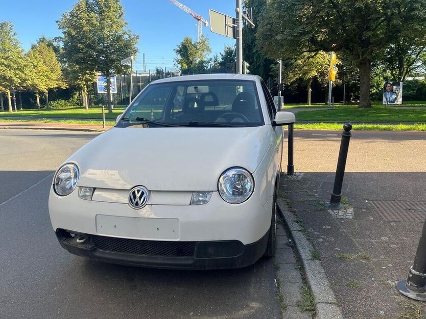 Lupo
