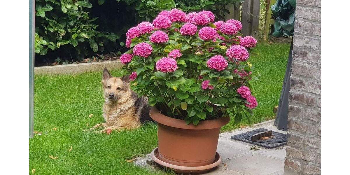 Doppelhaushälfte Rheinberg Orsoy - 7 Zimmer, 126 m&sup2;, 395.000&euro; | Angebot:25781574