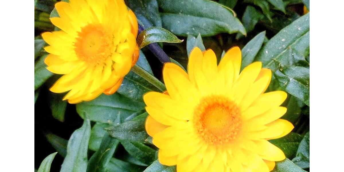 Erdgeschoßwohnung Herne Wanne - 2 Zimmer, 54 m&sup2;, 331&euro; | Angebot:25195411